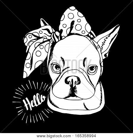 bulldog dog animal french vector illustration pet breed cute drawing puppy
