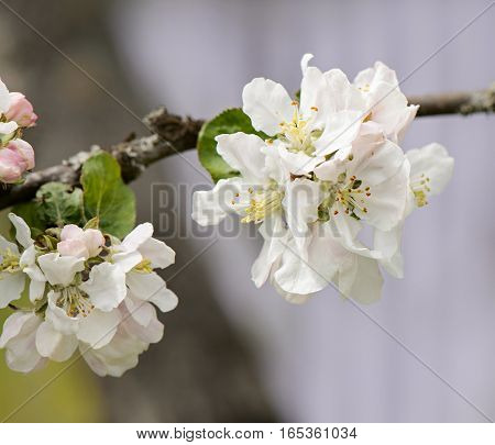 Flowers of apple on the branch on the natural background.