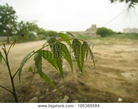 Closeup view of Lonley plant in abandoned land.