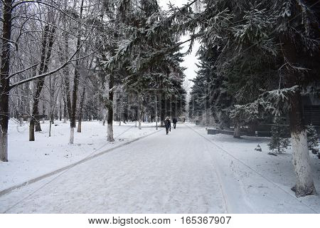 Winter alley public park snow-covered branch, 
pedestrians are on the sidewalk