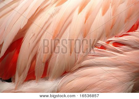 Baggrund af close-up detaljer i en pink flamingo fjer.