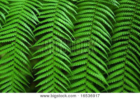 Foto de close-up de quatro folhas de samambaia verde simetricamente alinhados.