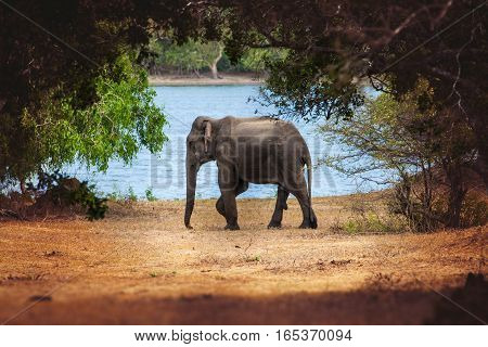 Wild elephant in nature. A small elephant surrounded by nature. Around him vegetation and trees. Behind him, a lake of water. Location: Minneriya. Sri Lanka.
