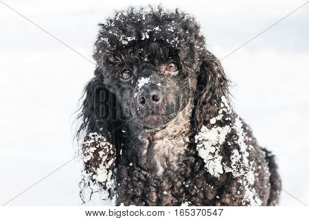snowbound beautiful black poodle sitting on snow in winter