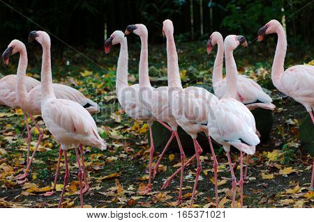 Flock of pink flamingos in a park