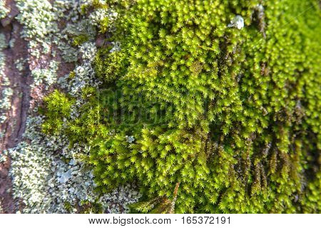 green moss on a big tree. stock photo