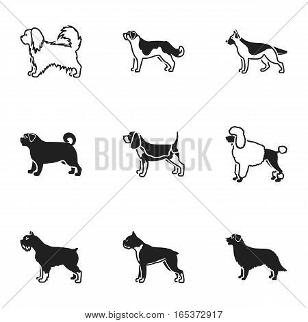 Dog breeds set icons in black style. Big collection of dog breeds vector symbol stock