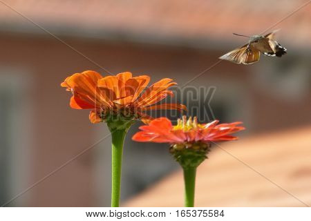 A photo of of a moth flying over the flowers and it is searching for the gist of the flowers. The photo was taken with aperture priority to ensure the background to be flu also high speed aperture value was used to capture the photo.