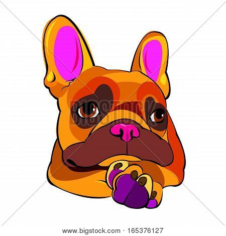 bulldog dog animal french vector illustration pet breed cute drawing puppy