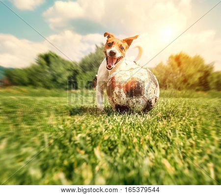 Jack Russell Terrier play with big old ball