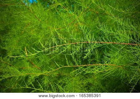 Tamarix Branches On A Green Background