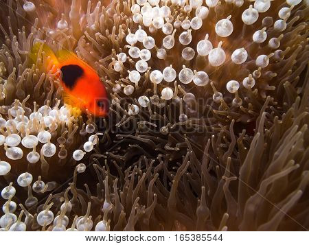 Red Saddleback Anemonefish In The Anemone