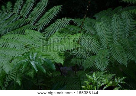 Fern Foast Green Tree Tropical Exotic Dark