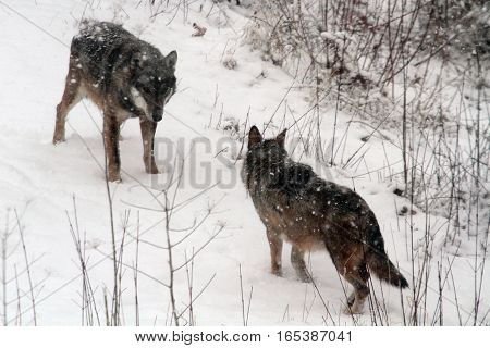 The Wolves Protected Area Of Civitella Alfedena