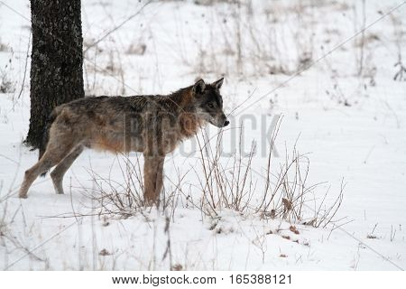 A Wolf In The Protected Area Of Civitella Alfedena