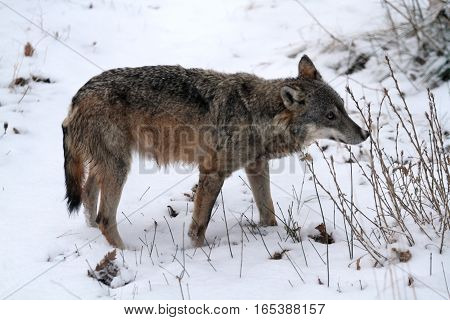the wolves protected area of Civitella Alfedena