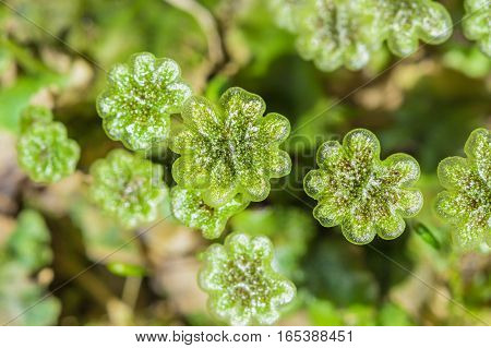 A perennial plant of Marchantia (lat. Marchantia) is a genus of perennial plants sloyevishchny family Marchantiaceae Hepatic mosses (Marchantiophyta)