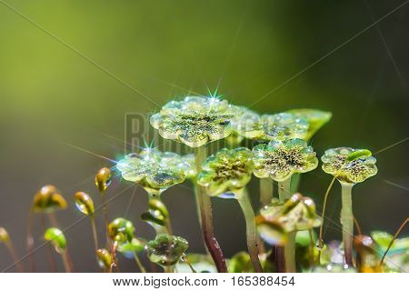 A perennial plant of Marchantia (lat. Marchantia) is a genus of perennial plants sloyevishchny family Marchantiaceae Hepatic mosses (Marchantiophyta)