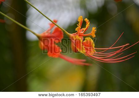 Tropical Exotic Flower Orange Yellow Colorful Plants