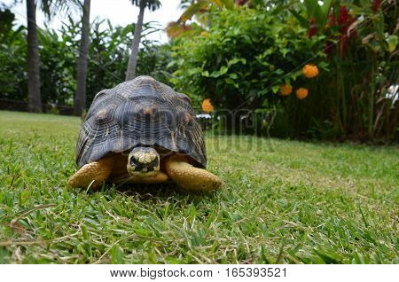 Turtle Tortoise Grass Flower Slow Big Cute