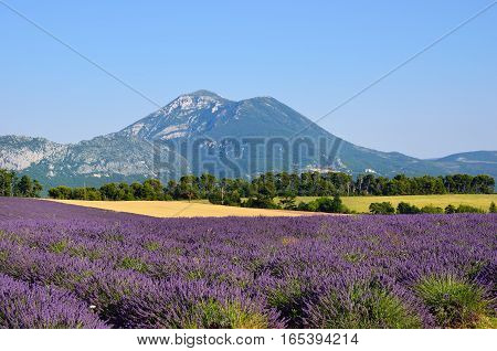 Stunning landscape with lavender field against a foothill of the Alps mountain. Plateau of Valensole Provence France