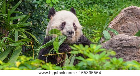 Young panda bear, chewing juicy bamboo rastirelnost.