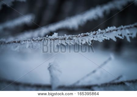 A branch of a tree covered with frost on a blurred background