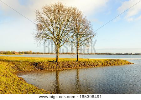 Leafless trees in the orange colored late afternoon sunlight in the winter season. The trees are growing in a flooded polder in the Netherlands.