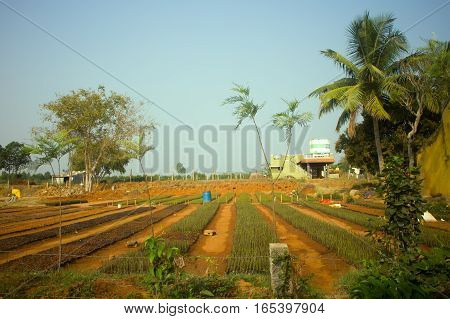 Idian farm growing flowers in open ground (floriculture). Spring germination of plants palms