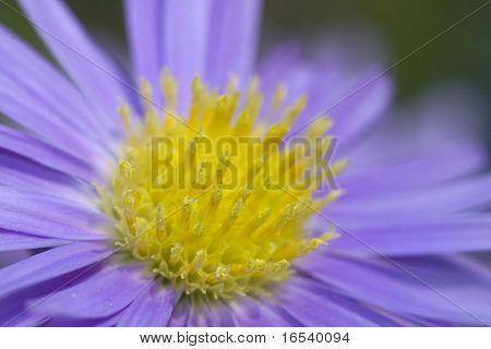 De daisy met een witte achtergrond