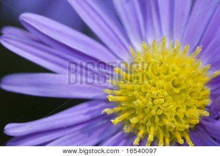 De daisy met een witte achtergrond