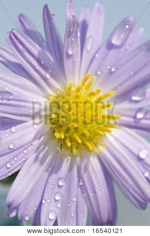 De daisy met een witte achtergrond