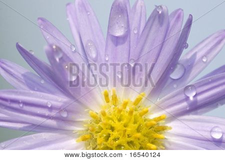 De daisy met een witte achtergrond