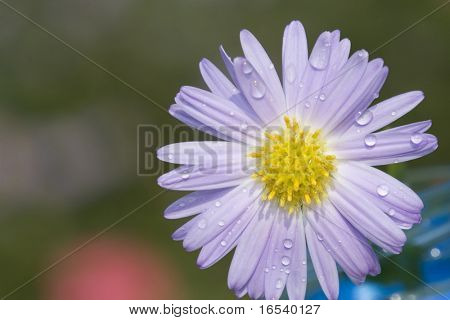 De daisy met een witte achtergrond