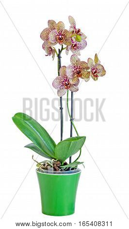 Colored Branch Orchid Flowers With Buds, Orchidaceae, Phalaenopsis