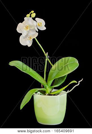 Colored Branch Orchid Flowers With Buds, Orchidaceae, Phalaenopsis