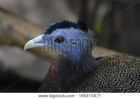 A close up of an Argus bird