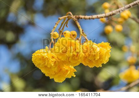 Cochlospermum Regium Flower