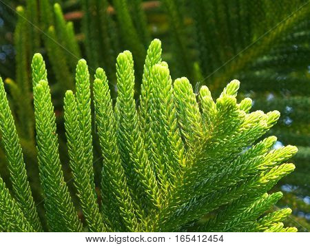 Closed up Vibrant Green Leaves of Cook Pine Tree in the Afternoon Sunlight