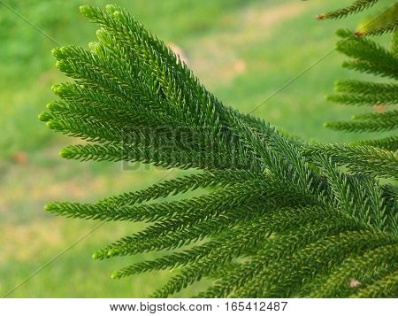 Closed up Texture of Cook Pine Tree's Green Leaves
