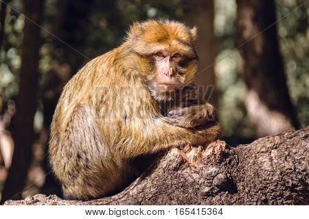 Wildlife shot of a barbary macaque monkey sitting on a stub looking straight into the camera in the National Park of Ifrane, Morocco.