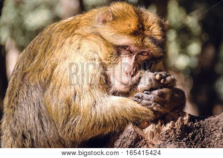 Wildlife shot of a barbary macaque monkey sitting on a stub with his head on his feet looking straight into the camera in the National Park of Ifrane, Morocco.