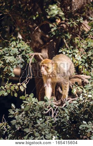 Wildlife shot of a barbary macaque monkey sitting in a tree surroundet by leaves in the National Park of Ifrane, Morocco.