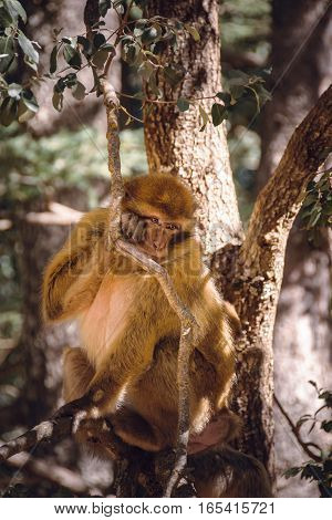 Wildlife shot of a barbary macaque monkey sitting in a tree in the National Park of Ifrane, Morocco.