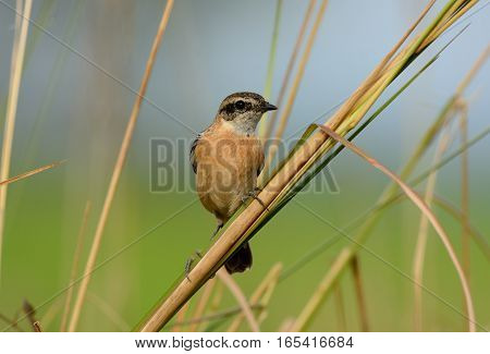 beautiful female Eastern Stonechat (Saxicola stejnegeri) standing on ground