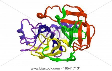 Molecular structure of digestive protein trypsin 3D rendering