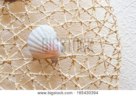 Sea shells and clams on a white woven mesh. Exotic inhabitant of sea and ocean - backdrop for aquarium and interior. Conch shell-pearl on simulated fishing net