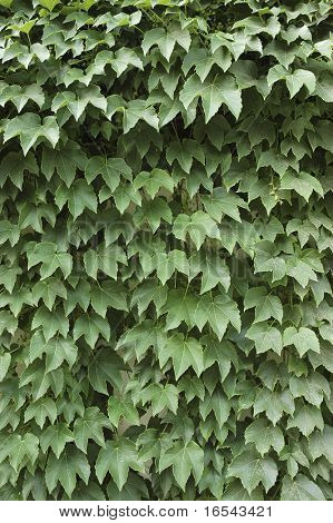 Virginia liána Parthenocissus tricuspidata Veitchii