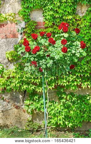 Ginogina rose variety black baccarat (Rosa 