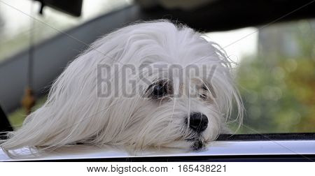 Maltese dog in the car looking out the window